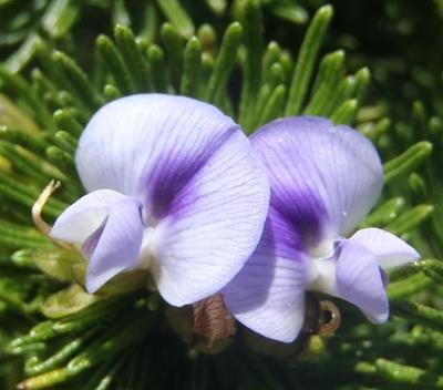 Citizen scientists find new plant species